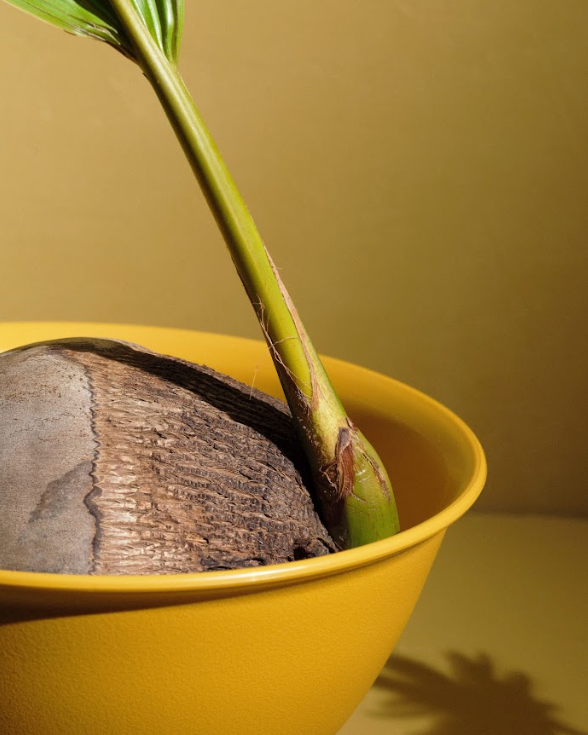 The reBowl: Clay
